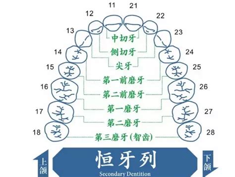 下牙|人的每颗牙齿叫什么名字？